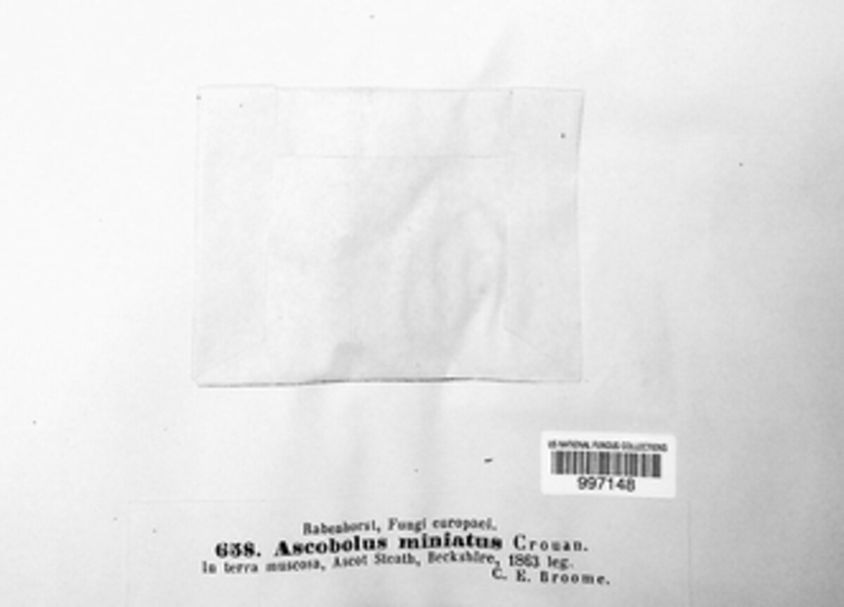 Ascobolus miniatus image